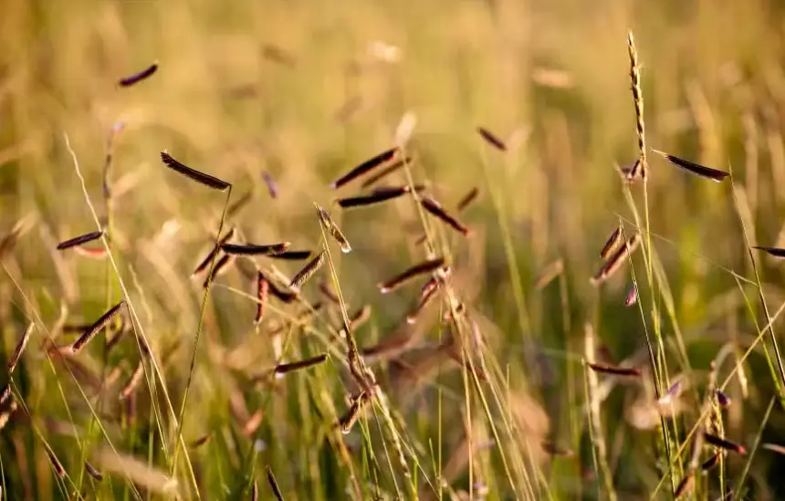 Drought Tolerant Ornamental Grasses