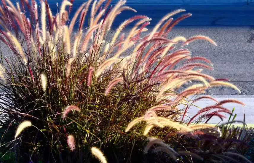 Drought Tolerant Ornamental Grasses