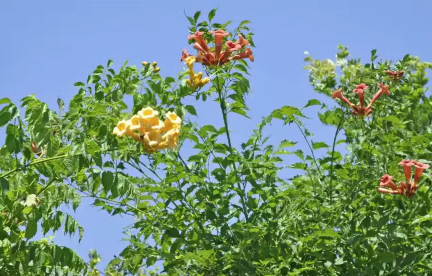 Drought Tolerant Vines