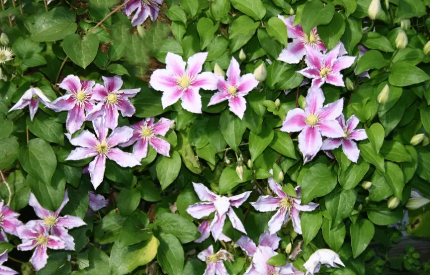 Drought Tolerant Vines