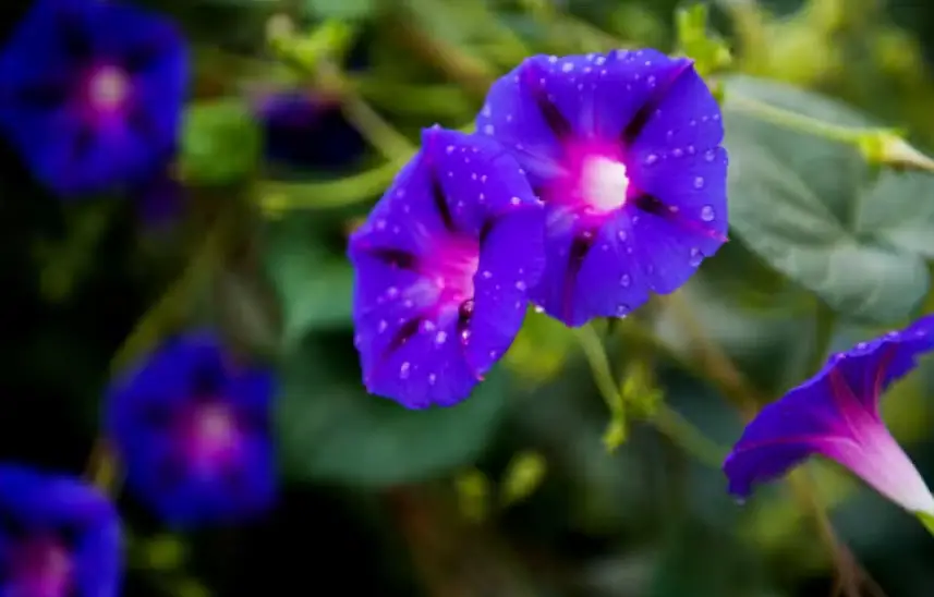 Drought Tolerant Vines