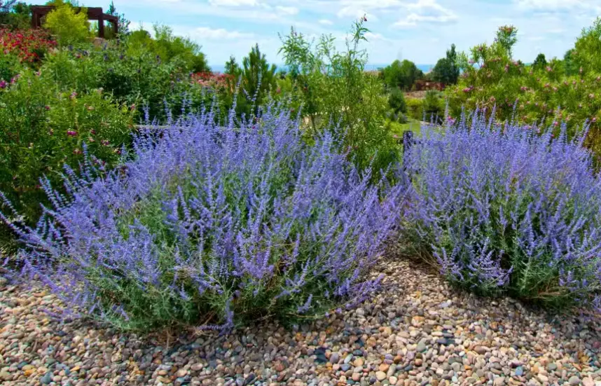 Drought Tolerant Shrubs