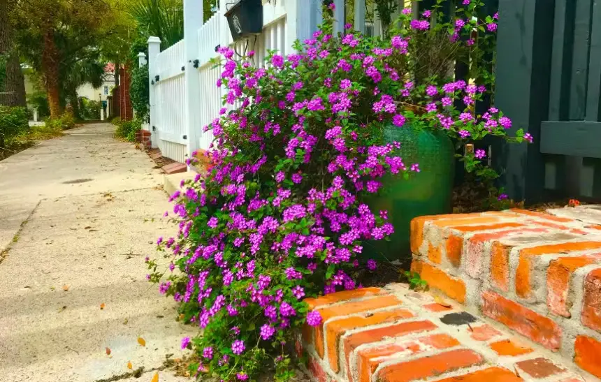 Drought Tolerant Shrubs