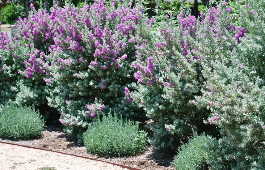 Drought Tolerant Shrubs