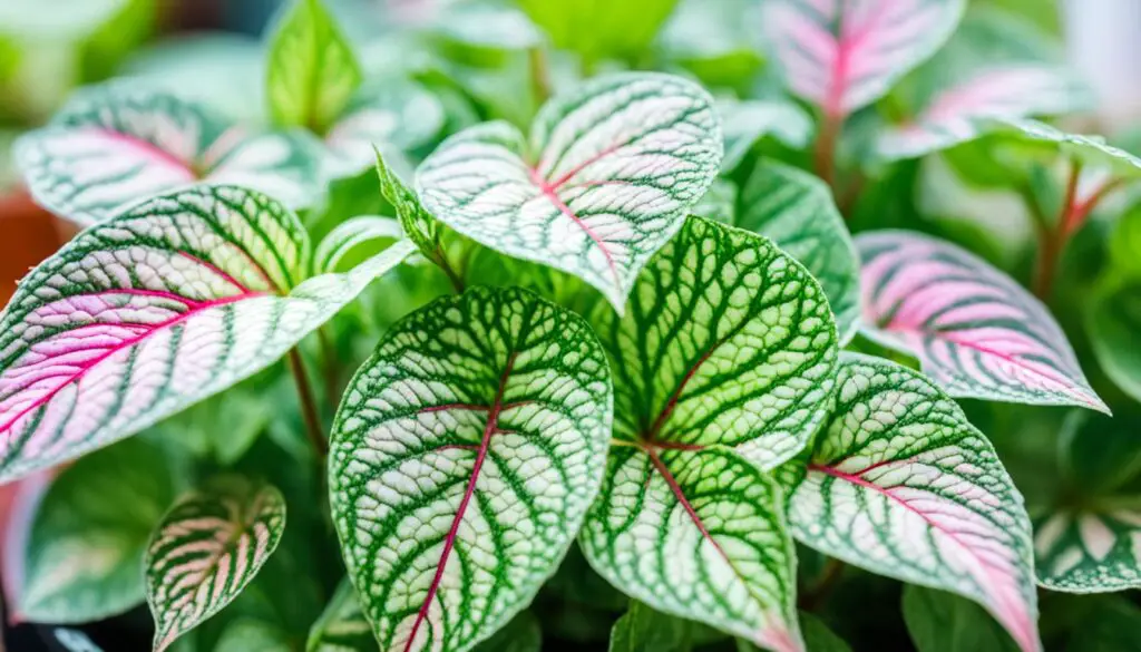 Care for Fittonia & Propagate