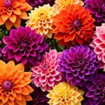 How To Grow A Dahlia and Care Guide