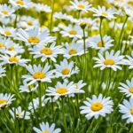 How To Grow A Daisy and Care Guide