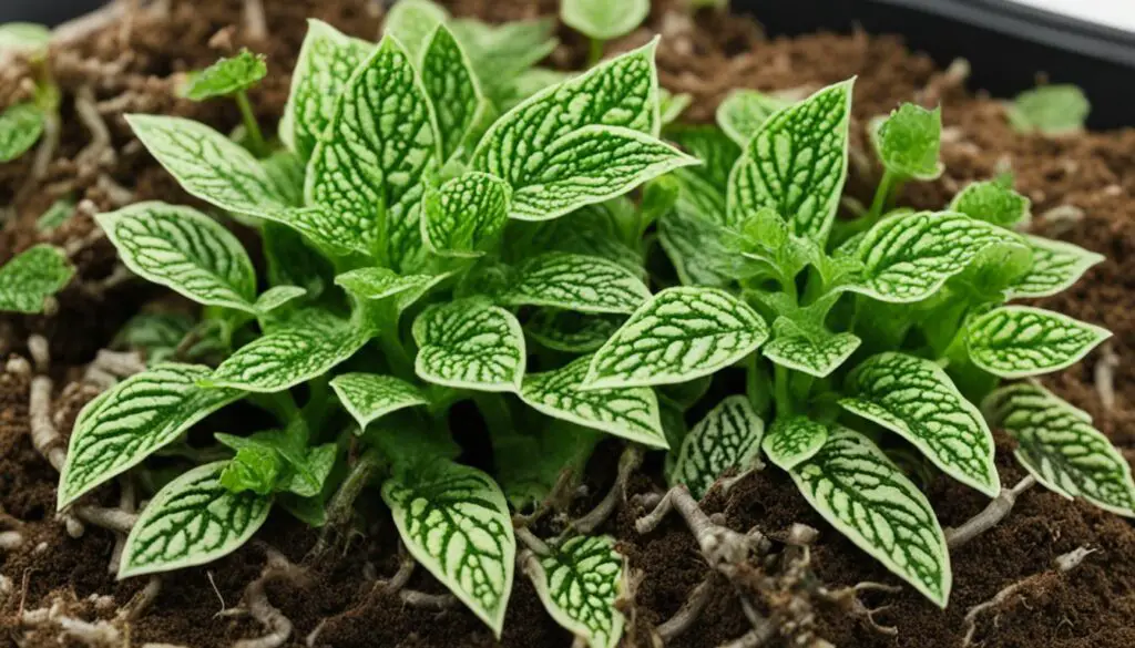 Fittonia Soil Requirements