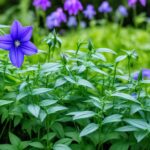 How To Grow A Balloon Flower and Care Guide