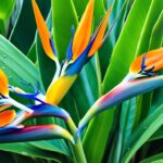 How To Grow A Bird of Paradise and Care Guide