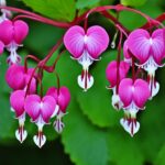 How To Grow A Bleeding Heart and Care Guide