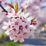 How To Grow A Cherry Blossom and Care Guide