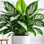 How To Grow A Chinese Evergreen and Care Guide