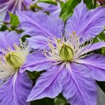 How To Grow A Clematis and Care Guide