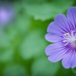 How To Grow A Cranesbill and Care Guide