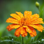 How To Grow A Marigold and Care Guide