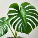 How To Grow A Monstera and Care Guide