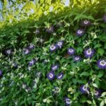 How To Grow A Passionflower and Care Guide