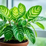 How To Grow A Prayer Plant and Care Guide