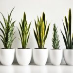 How To Grow A Snake Plant and Care Guide