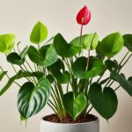 How To Grow An Anthurium and Care Guide