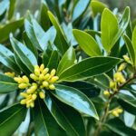 How To Grow & Care For A Bay Tree & Bay Leaf Uses