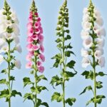 10 Tips For Heavenly Hollyhock Blooms