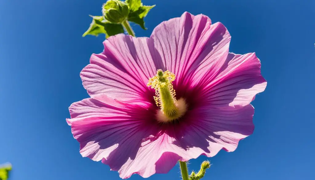 How To Grow A Hollyhock and Care