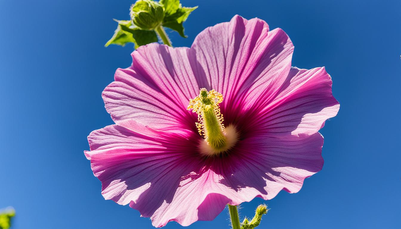 How To Grow A Hollyhock and Care Guide