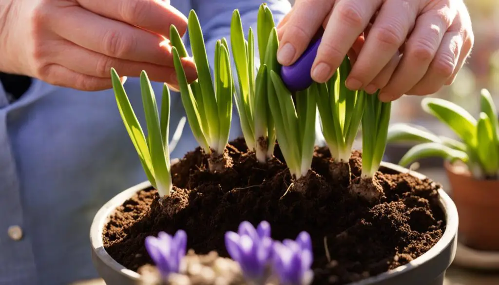 Hyacinth bulbs