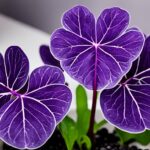 6 Reasons Every Home Needs a Purple Shamrock Houseplant