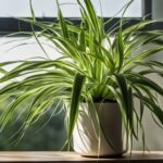 How To Grow A Spider Plant and Care Guide