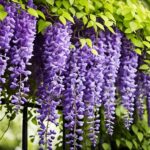 How To Grow A Wisteria and Care Guide