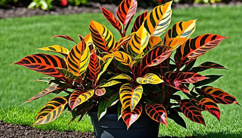 croton plant