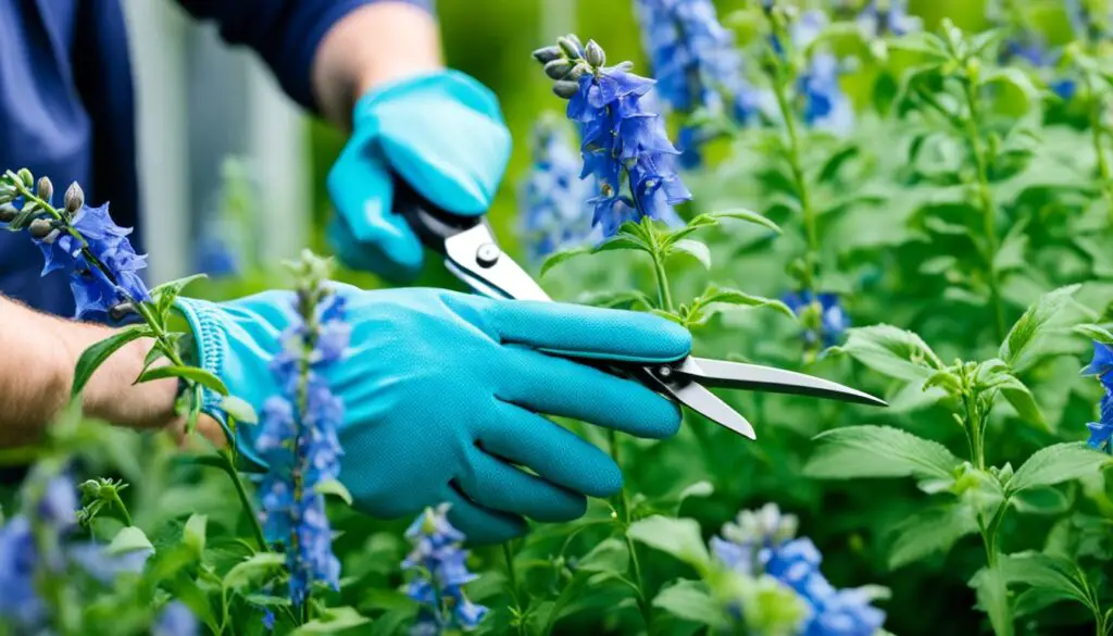 delphinium flower maintenance