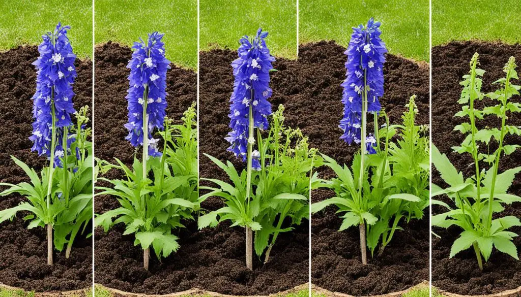 delphinium planting steps