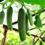 Forget buying cucumbers—just follow these 6 tips to grow a bountiful crop yourself!