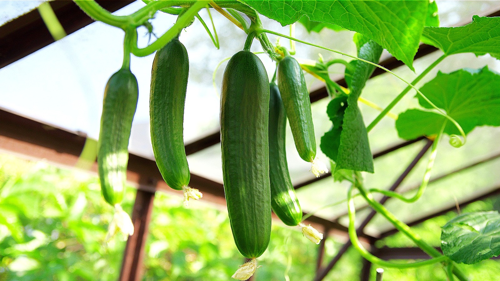 Forget buying cucumbers—just follow these 6 tips to grow a bountiful crop yourself!