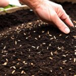 How to Make the Perfect Potting Soil