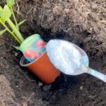 Baking soda is a gardener’s best friend—Here’s why